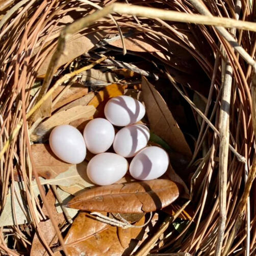 Nesting Begins! Nesting Begins!