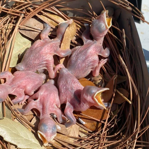 Pink bundles of joy!