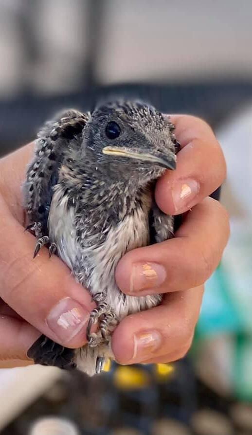 Person holding martin chick